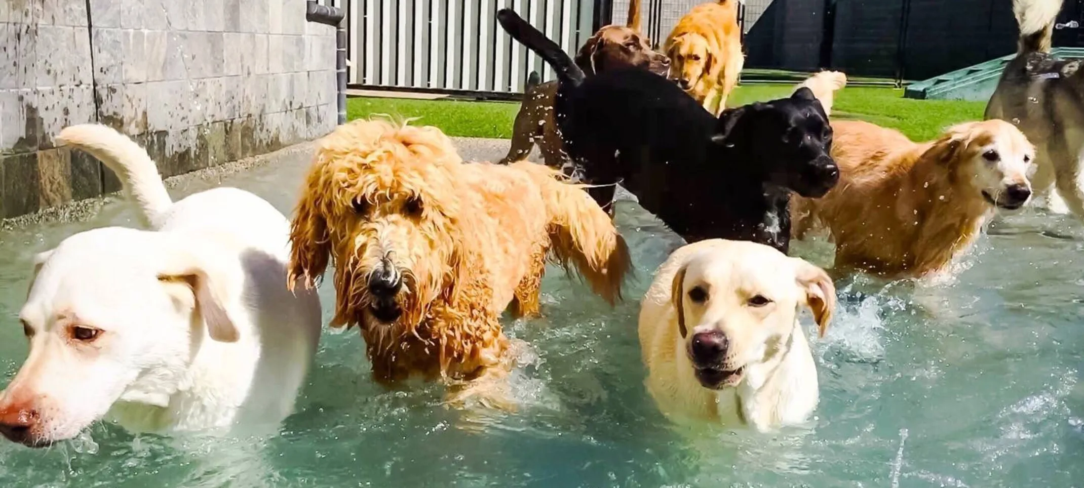  Multiple Dogs in Pool